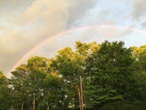 Rainbow above trees