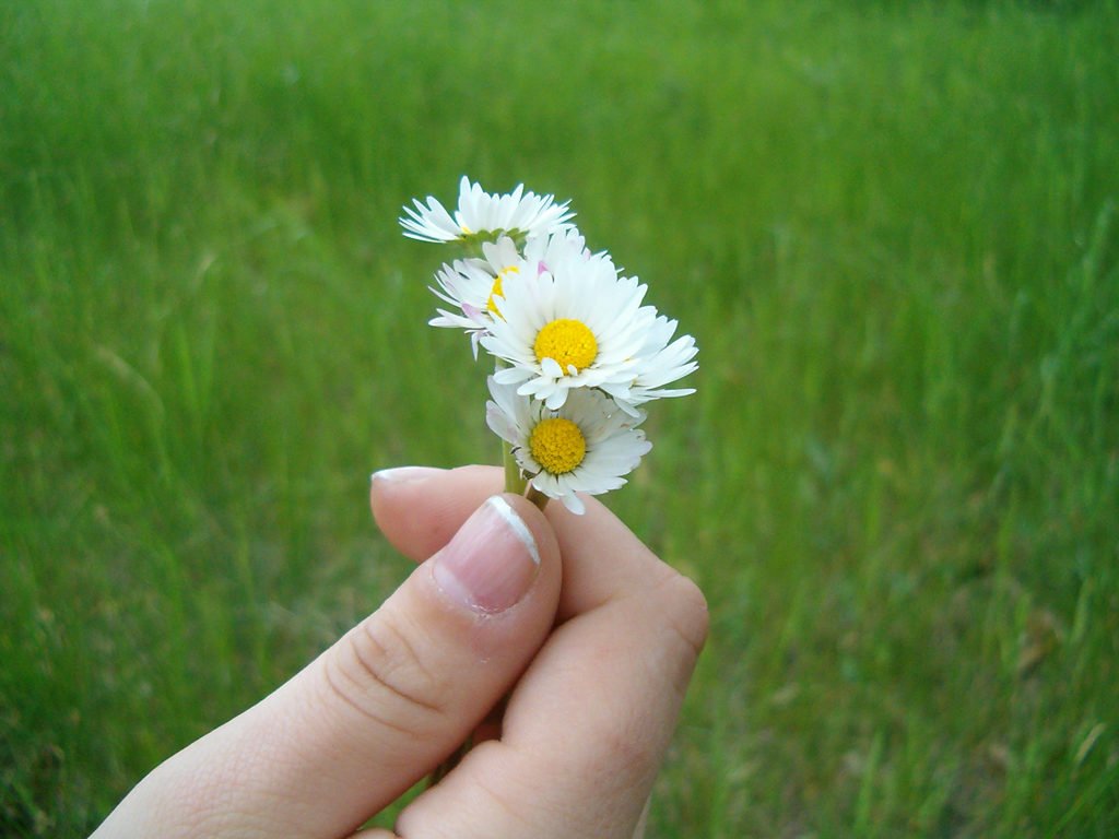 Hand Holding Daisies