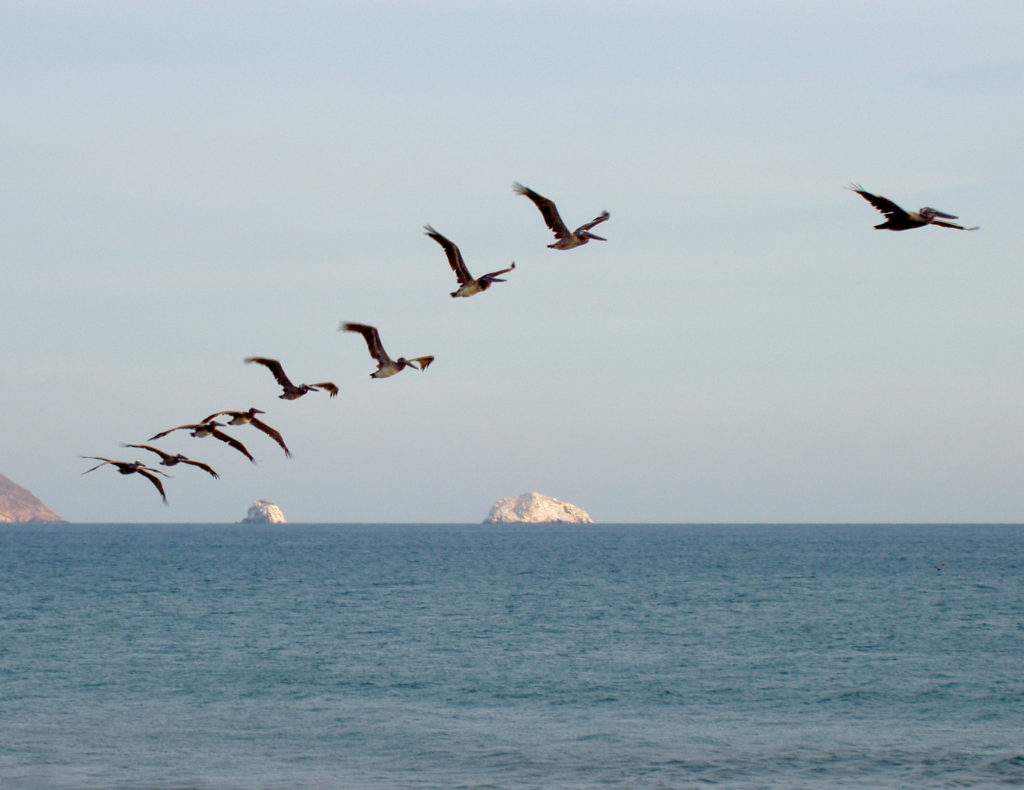 Pelicans gliding