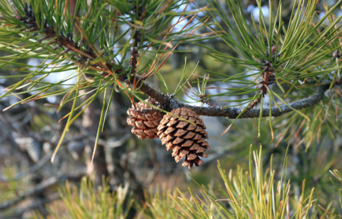 Read more about the article At Peace With the Pine, At Peace With Creation