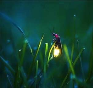 Read more about the article Lightning Bugs and Vegetables in Abundance