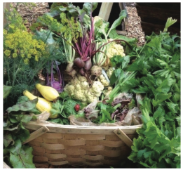 Read more about the article Community Gardens: Nourishing the Body and the Soul