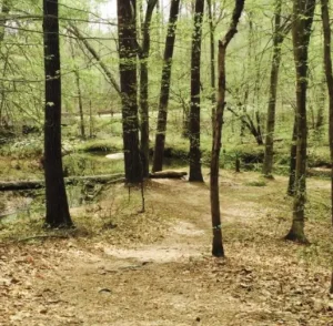 Path in woods with small trees and leaves