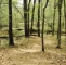 Spring Walk At Umstead Park