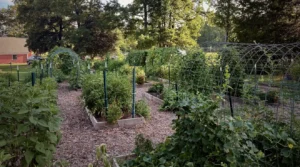 Selah Community Garden; Center United Methodist Church; Sanford, NC